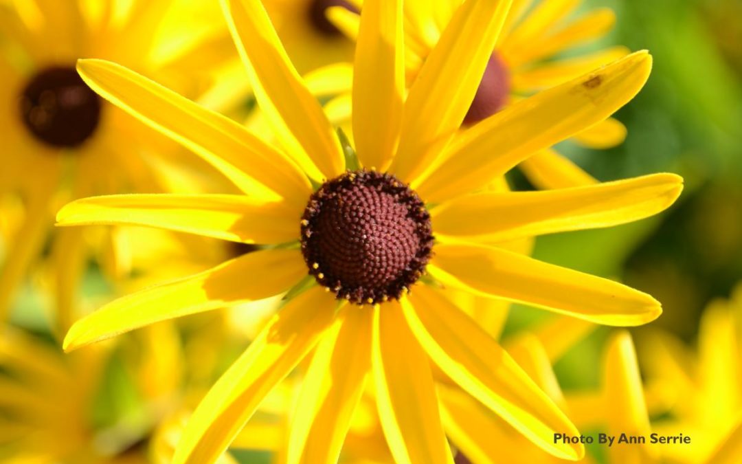 Strengthen Mind, Body, and Spirit With Meditation